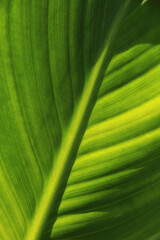 bright green canna leaf close up