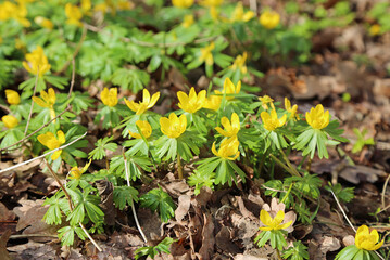 Yellow aconite flowers