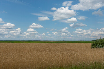 Obraz premium Clouds floating over a wheat field on a summer day