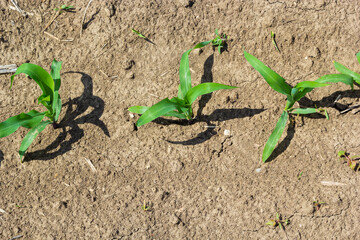 Closeup of green corn sprouts planted in neat rows against a blue sky. Copy space, space for text. Agriculture