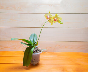 Healthy and blooming orchid Pulsation variety in right planting: concept growing exotic plants conditions of house. Place for text, wooden background, selective focus on flowers