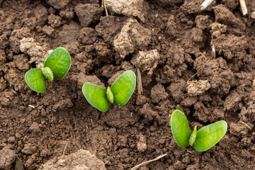 Agricultural soy plantation on sunny day - Green growing soybeans plant against sunlight