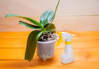 Aerial roots of a healthy orchid in the right substrate and planters for growing an exotic plant at home: a place for text on a wooden background, selective focus on aerial roots, spraying