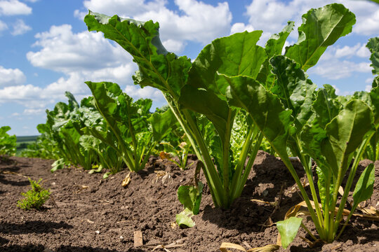 Agricultural scenery of of sweet sugar beet field. Sugar beets are young. Sugar beet field