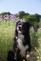 Spaziergang mit Border Collie, Portrait in einem lila Mohnfeld im Kalletal im Hintergrund ist ein Wald zu sehen an einem warmen Sommertag, Teutomohn, Dalbke