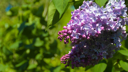 Obraz na płótnie Canvas Beautiful spring lilac flowers with selective focus. May blooming lilac bush with delicate tiny floral patterns and space for text on green leaf background