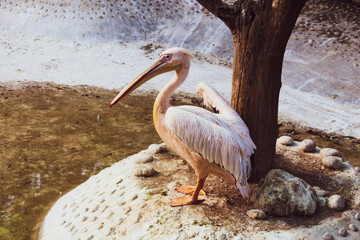 A great white pelican  bird with wings up on the beach about to fly