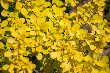 Selective focus on the yellow foliage of the leaves of the garden barberry: natural texture, a bright accent in the garden with ornamental plants. Place for text, floral pattern in the bright sun