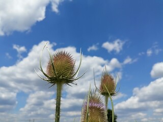 cactus flower against sky