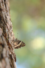 Papillon