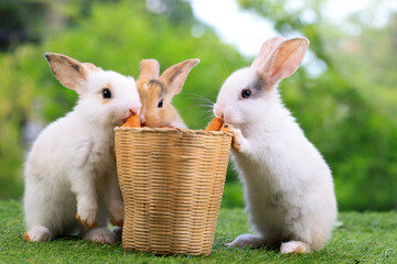 Group of healthy lovely baby bunny easter rabbits eating food, carrot, grass on green garden nature...