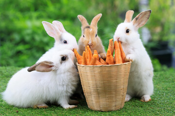 Group of healthy lovely baby bunny easter rabbits eating food, carrot, grass on green garden nature background. Cute fluffy rabbits sniffing, looking around, nature life. Symbol of easter day. © unikyluckk
