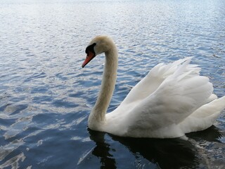 Plakat swan on the water