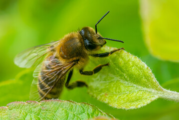 A European honey bee (Apis mellifera) resting on a leaf.