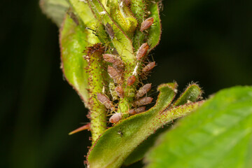 Fototapeta premium Macrosiphum rosae, the rose aphid is an aphid of the family Aphididae, Hemiptera