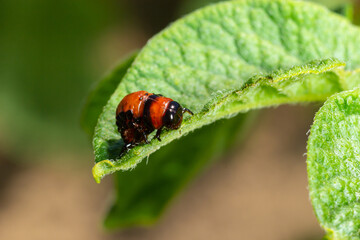 potato cultivation destroyed by larvae and beetles of Colorado potato beetle, Leptinotarsa decemlineata, also known as the Colorado beetle, the ten-striped spearman, the ten-lined potato beetle