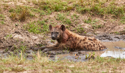 Hyena lying in the water