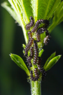 Buck Moth Caterpillars, Hemileuca maia, on a leaf