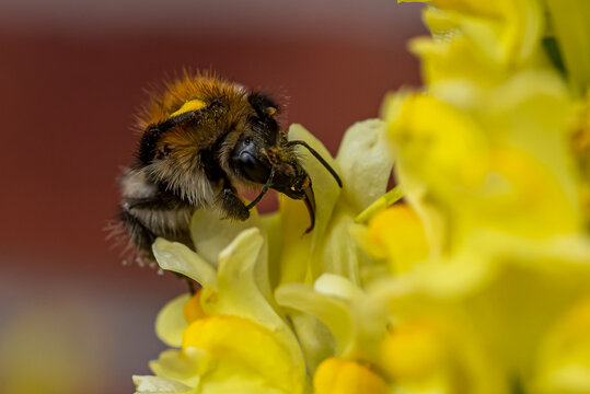 A common carder bee (Bombus pascuorum) collecting nectar from a blossom of common toadflax (Linaria vulgaris) therefore crawling deep iinto the blossom.