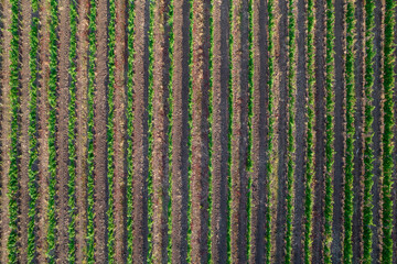 Aerial view of a vineyard in the summer season