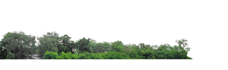 Green Trees isolated on white background.are Forest and foliage in summer for both printing and web pages with cut path and alpha channel