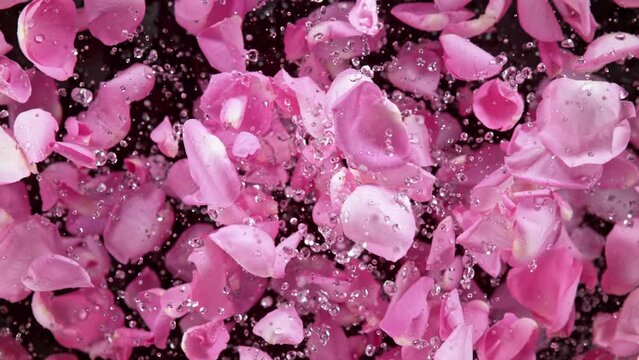 Super slow motion shot of flying pink rose petals and water drops isolated on black at 1000 fps.