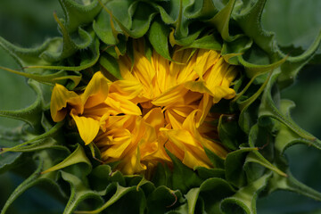 Close-up of the buds of a sunflower. The bud is half open. You can see the yellow petals