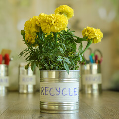 Tin can with domestic flower standing on wooden table on blurred background of different cans with stuff. Using rubbish for domestic needs. Upcycling concept. Environment conservation. Reducing waste
