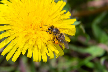 Close up of little caucasian fluffy wild bee in yellow dandelion flower on meadow