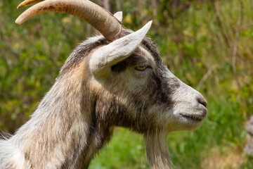 Grey goat portrait on grass background. Horned goat grazing on a green meadow, rural scene