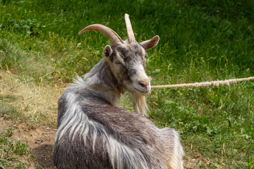 Grey goat portrait on grass background. Horned goat grazing on a green meadow, rural scene