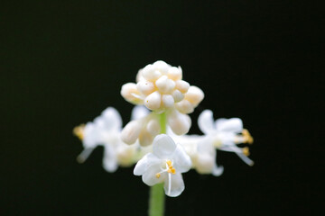 White small flower head of