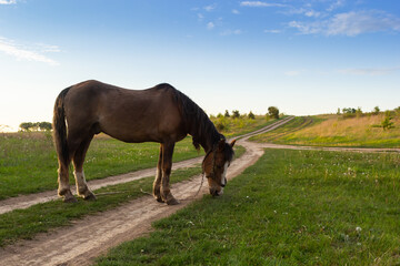 Fototapeta premium Closeup Side view of Beautiful brown horse eating grass and hay in meadow and green field in summertime alone