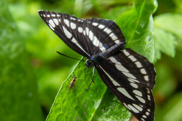 Pallas sailer or common glider butterfly, Neptis sappho, guarding its territory