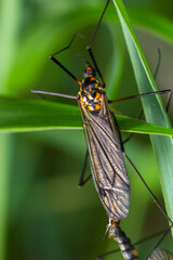 A female mosquito nephrotoma with long legs hid under a leaf of grass