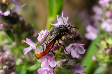 Closeup of nice red colored cleptoparasite bloodbee , Sphecodes albilabris