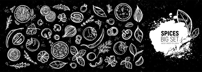 Fototapeta na wymiar Big set for the menu. Spices and vegetables. Hand drawing sketches