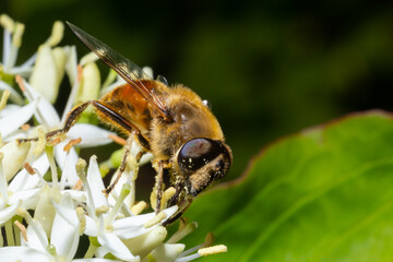 Closeup on a common drone fly, Eristalis tenax, feeding on white blackthorn flowers , prunus spinosa