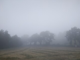 dans la brume