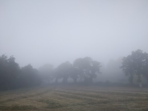 dans la brume