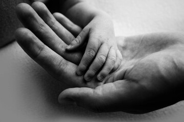 A parent holds the hand of a newborn child. The small hand of the son with tiny fingers lies on the palm of the father. The concept of a happy family. Family hereditary ties. Black and white photo.