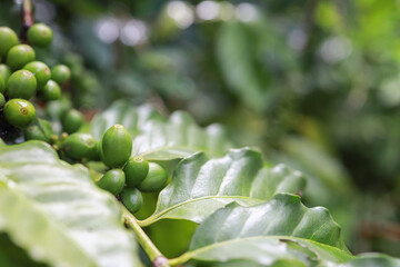 organic arabica green coffee beans  brance tree in farm.green Robusta and arabica  coffee berries...