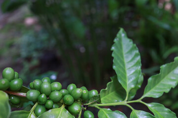 organic arabica green coffee beans  brance tree in farm.green Robusta and arabica  coffee berries by agriculturist hands,Worker Harvest arabica coffee berries on its branch, agriculture concept.