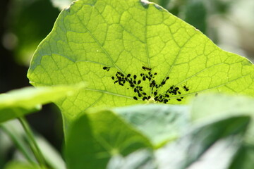 capucines oranges et jaunes