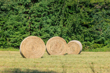three rolled hay bales on a mowed meadow at the edge of the forest