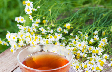 glass cup of  hot herbal  tea with fresh chamomile flowers on the wooden table in summer garden still life