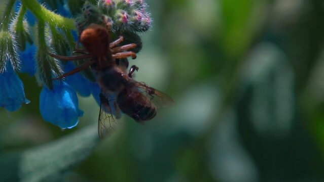 The spider caught the bee