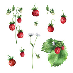 Set of Strawberries watercolor. Hand-drawn watercolour illustration.