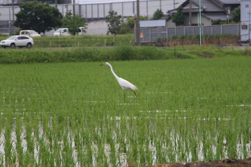 Shirasagi looking for food in a rice field Part 2