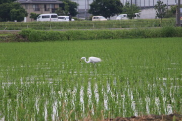 Shirasagi looking for food in a rice field Part 3
